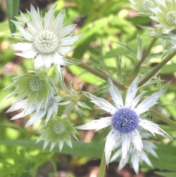 Mexican wildflower - photo by Linda J. Ford